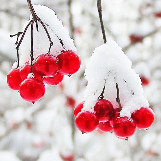 Winter Berries Fragrance Oil | Truly Personal | Candles, Wax Melts, Soap, Bath Bombs