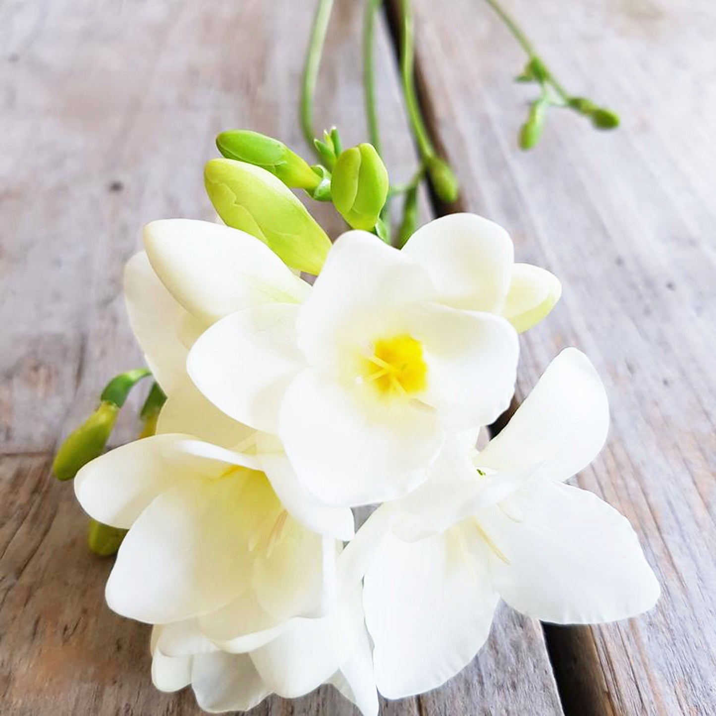 Jasmine and Freesia Fragrance Oil | Truly Personal | Candles, Wax Melts, Soap, Bath Bombs